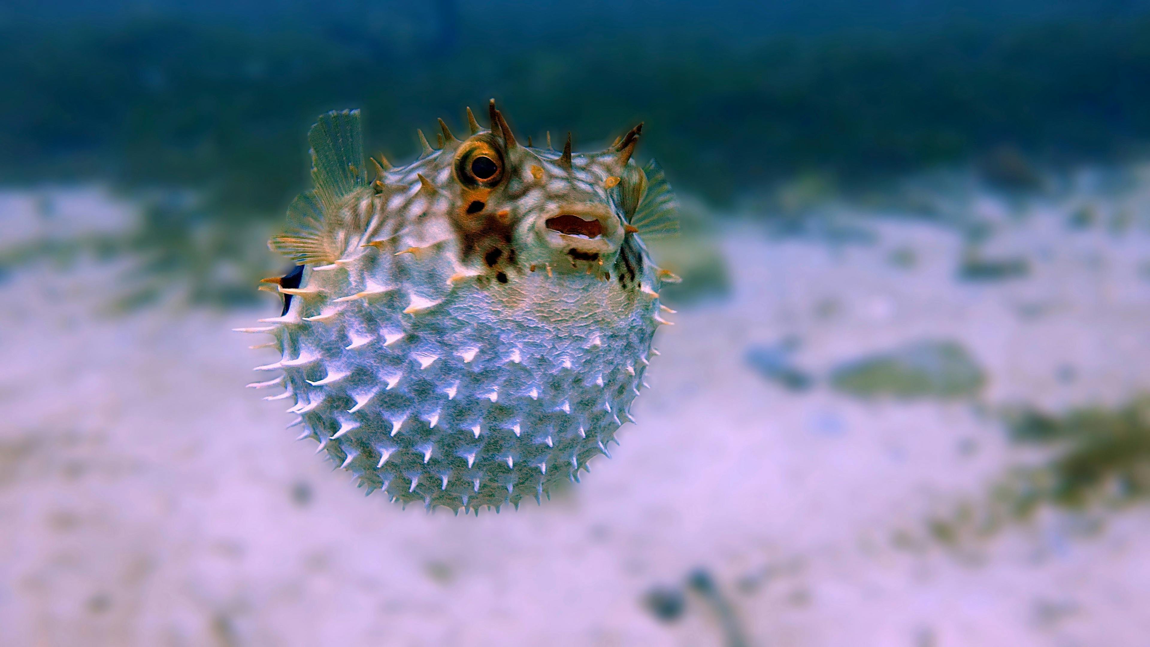 pez-globo-la-belleza-mortal-del-reino-acuatico