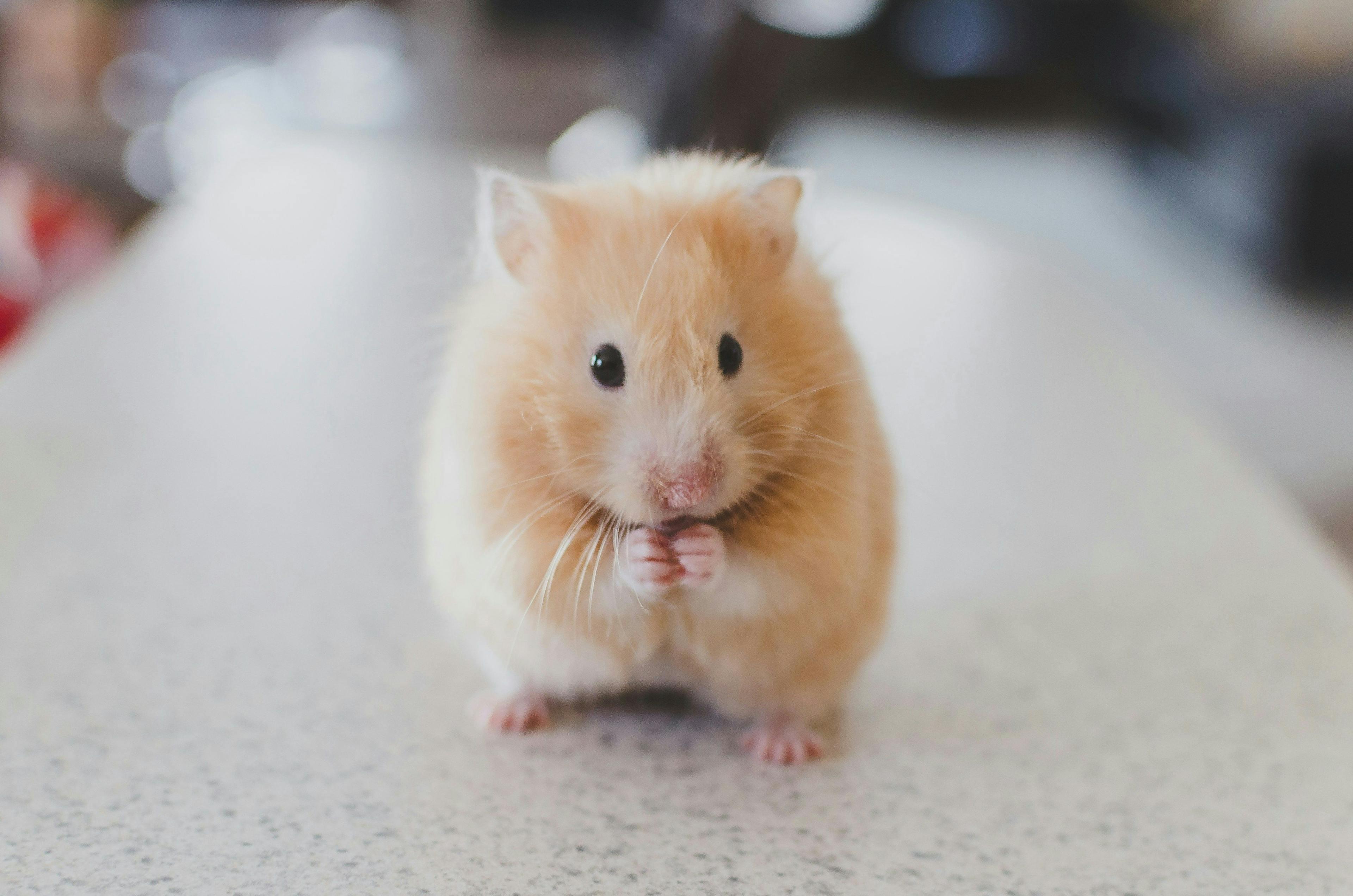Los roedores y sus magníficas curiosidades